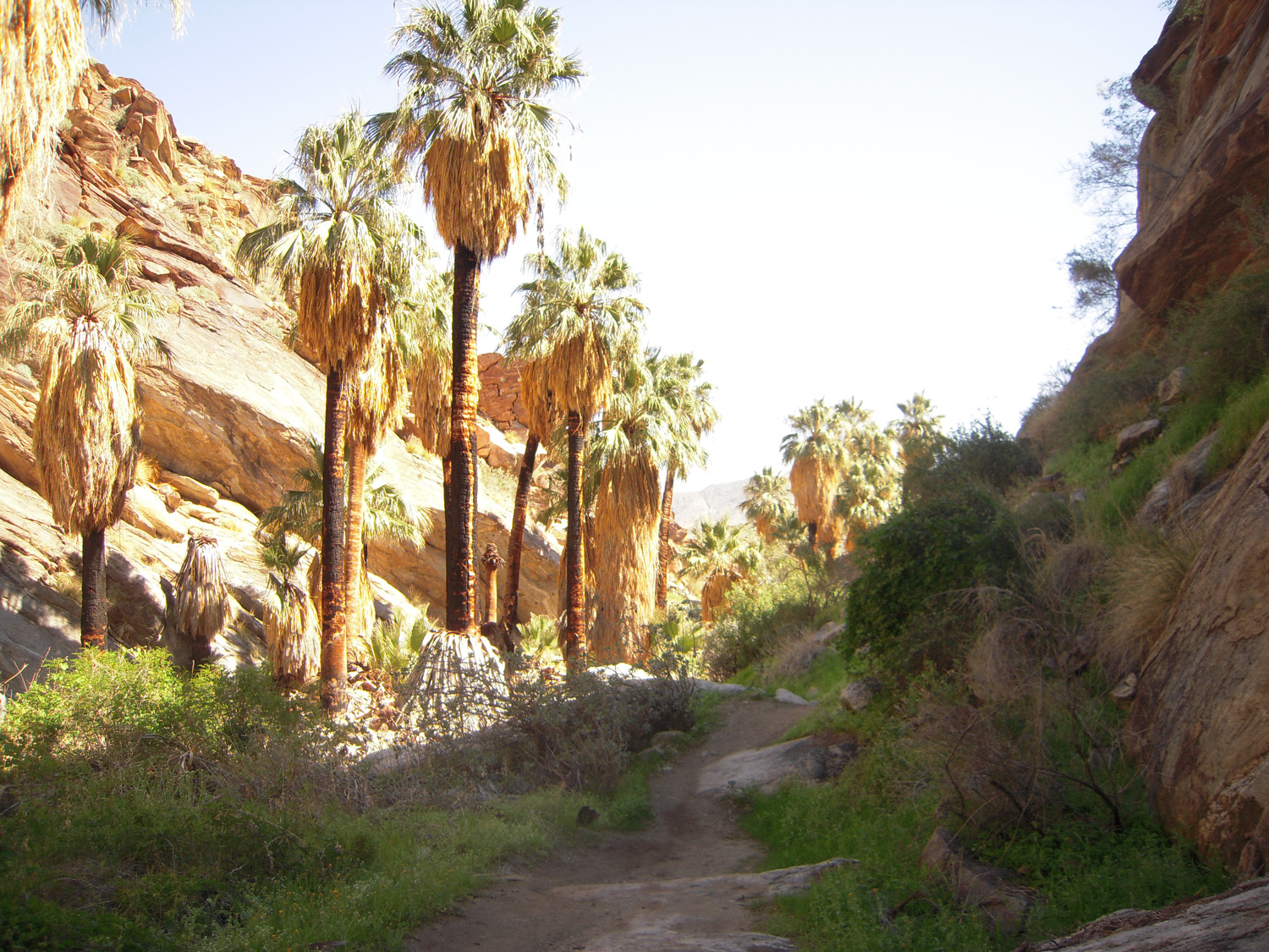 Murray Canyon03132010 (7)